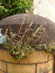 Pteris vittata. Plants growing in the cracks of a brick gate-post.
 Image: L.R. Perrie © Te Papa CC BY-NC 3.0 NZ